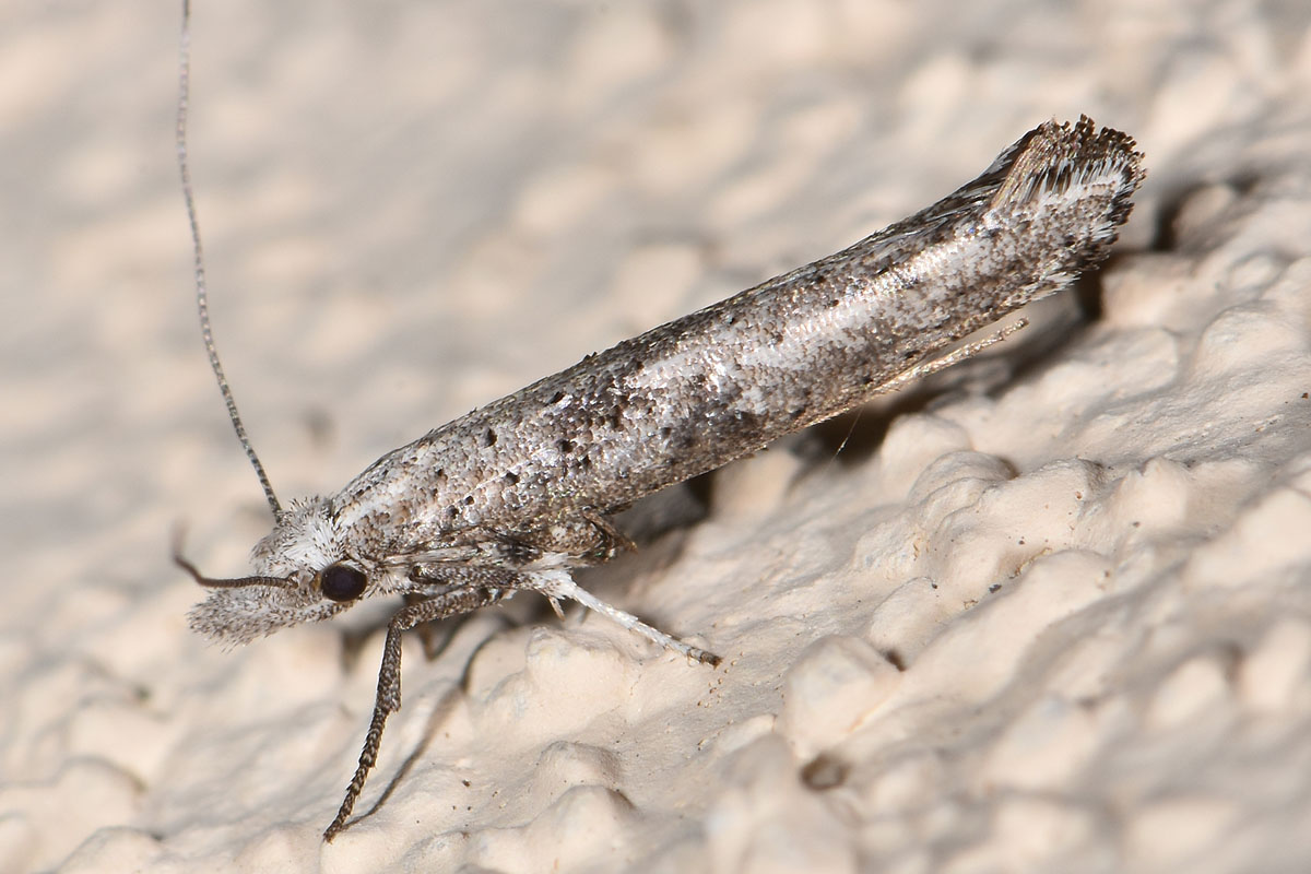 Yponomeutidae: Paradoxus osyridellus? S